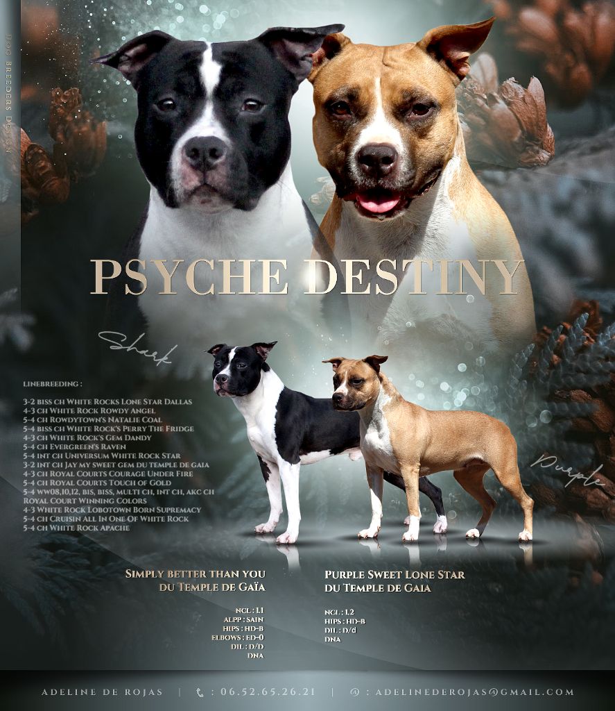 chiot American Staffordshire Terrier Psyche Destiny