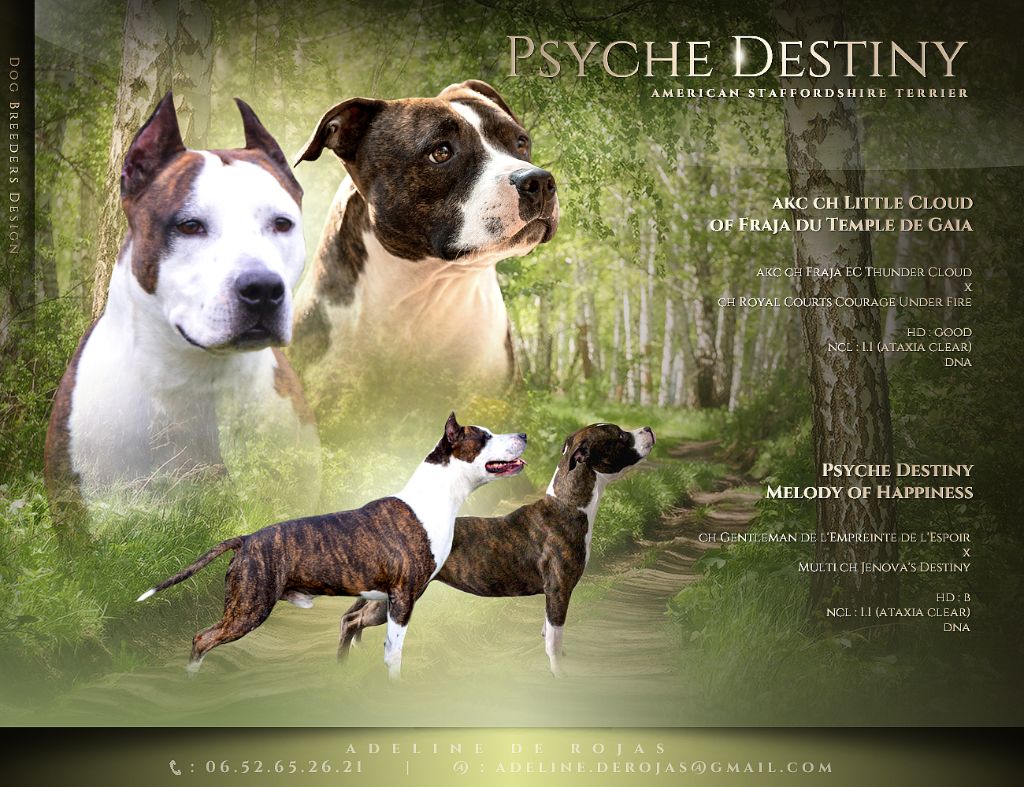 Psyche Destiny - American Staffordshire Terrier - Portée née le 19/02/2022
