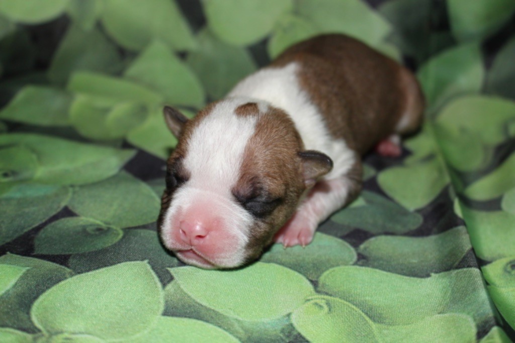 Psyche Destiny - Chiot disponible  - American Staffordshire Terrier