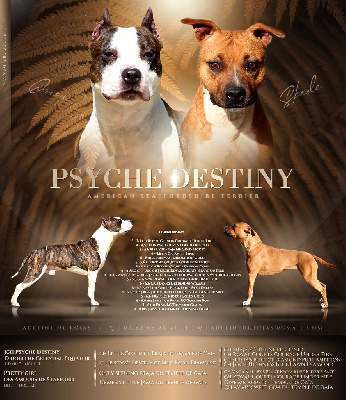 Psyche Destiny - American Staffordshire Terrier - Portée née le 27/08/2022