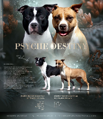 Psyche Destiny - American Staffordshire Terrier - Portée née le 14/12/2023
