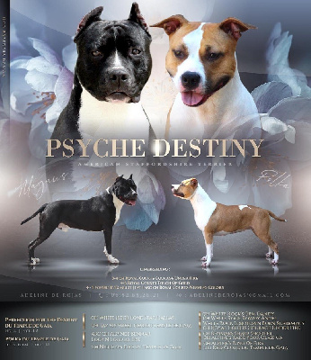 Psyche Destiny - American Staffordshire Terrier - Portée née le 13/08/2022