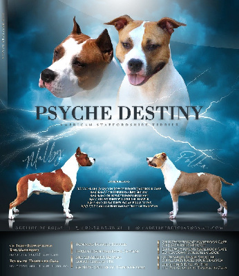 Psyche Destiny - American Staffordshire Terrier - Portée née le 17/08/2023