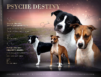 Psyche Destiny - American Staffordshire Terrier - Portée née le 16/05/2023