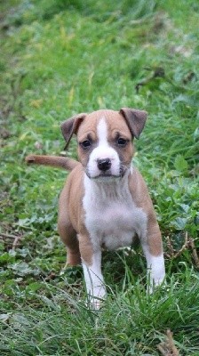 Psyche Destiny - American Staffordshire Terrier - Portée née le 06/09/2021