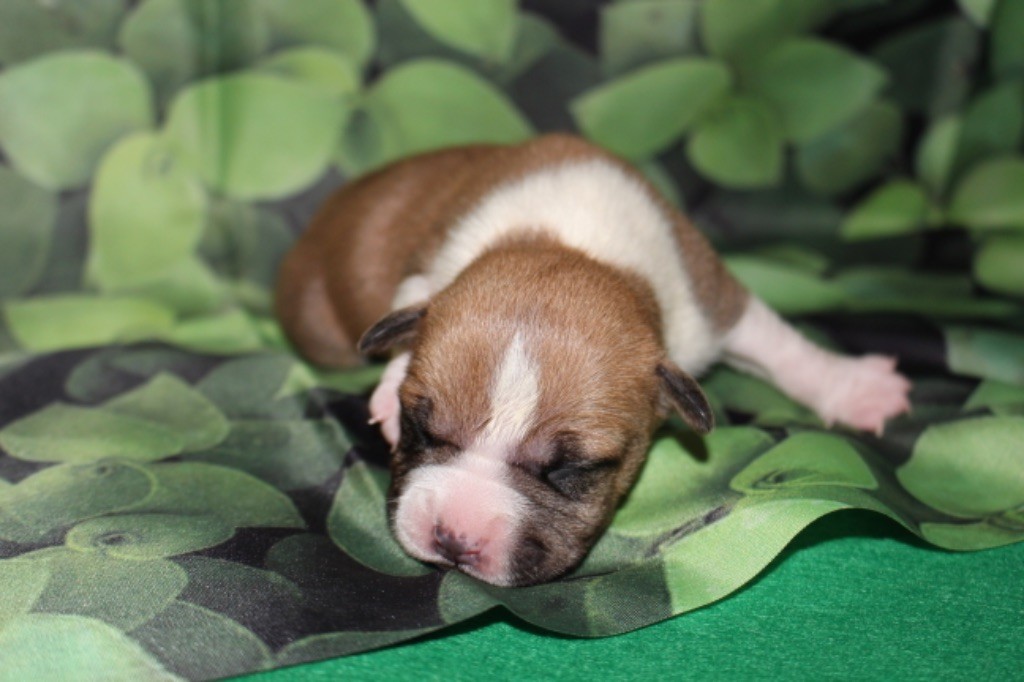 Psyche Destiny - Chiot disponible  - American Staffordshire Terrier