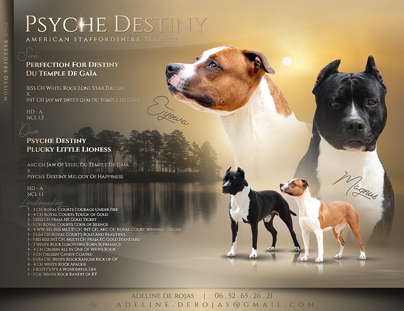 Psyche Destiny - American Staffordshire Terrier - Portée née le 05/09/2021