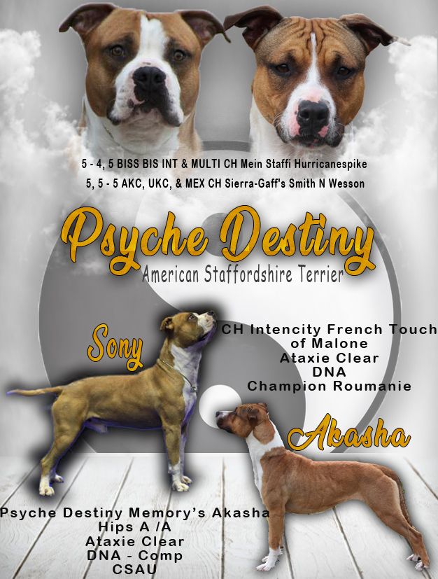 Psyche Destiny - American Staffordshire Terrier - Portée née le 14/07/2020