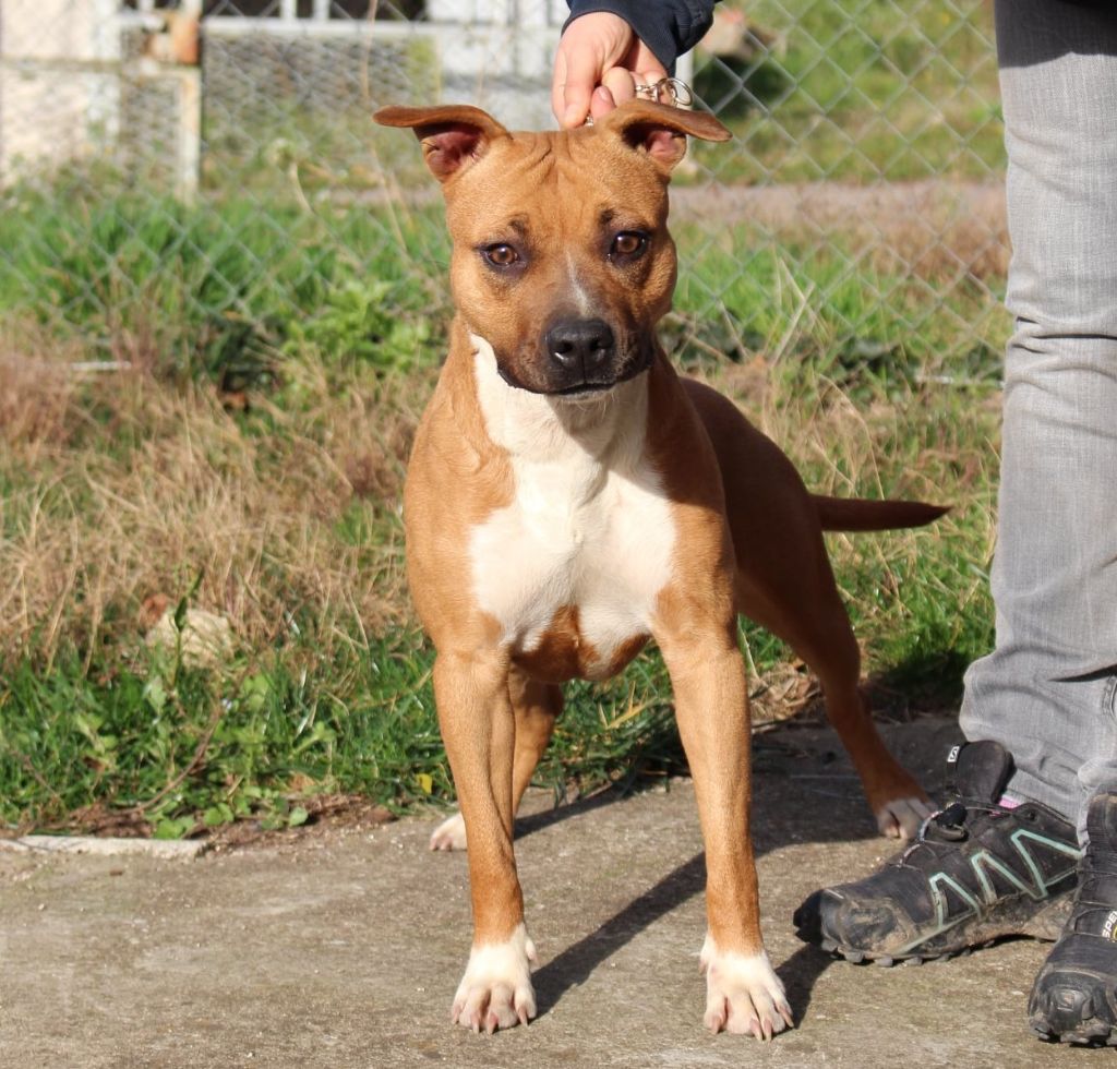 Pretty girl Des Amours De Stafford