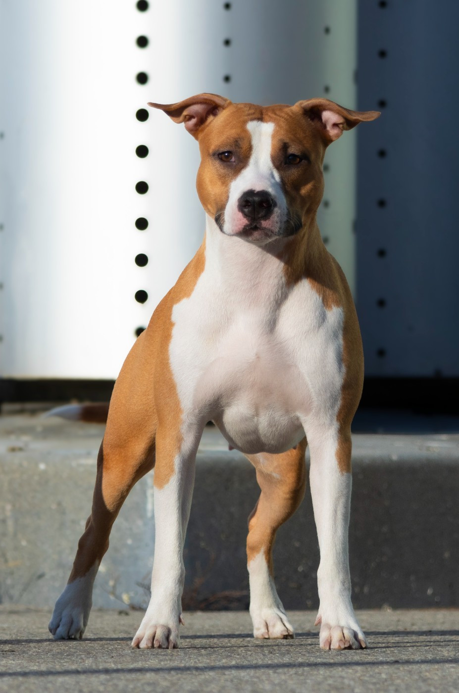 Psyche Destiny Utopian red vogue