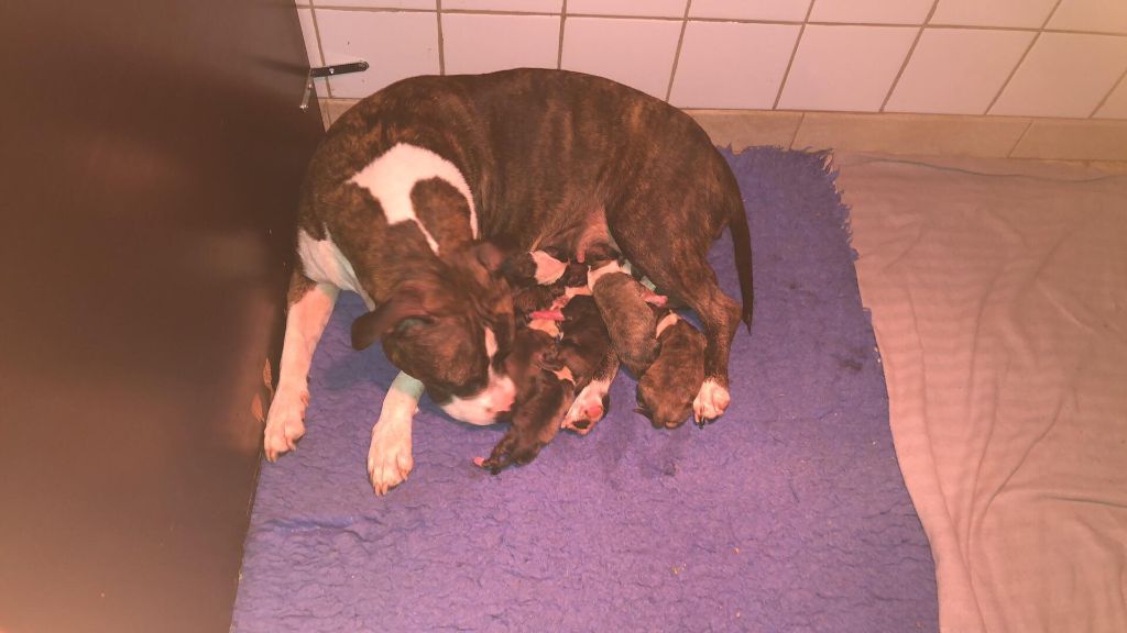 Breeding 2019, Puppies are born