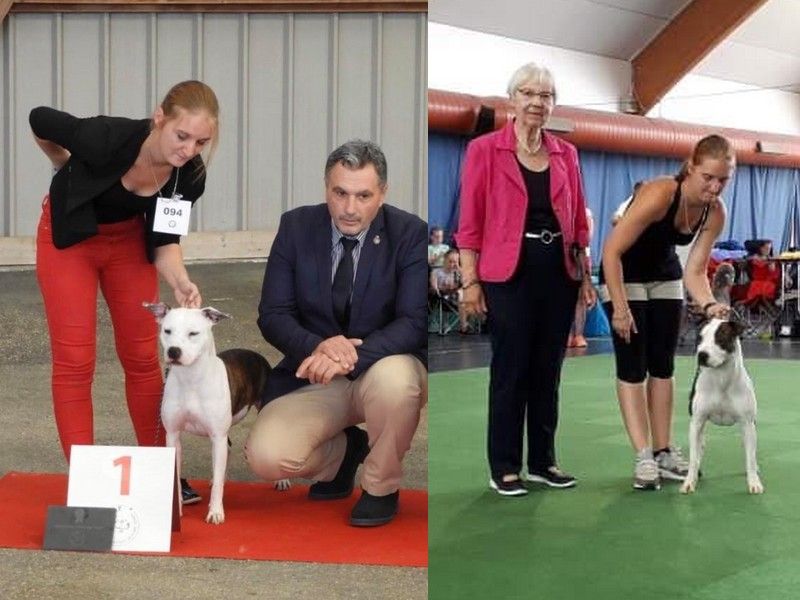 Des Jeune Champion à l'élevage