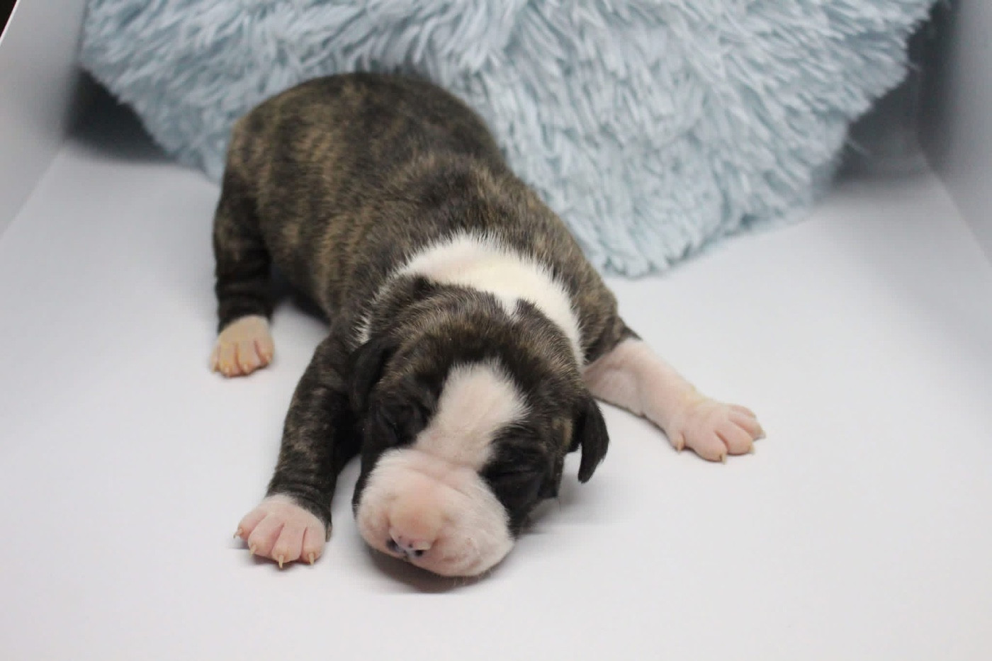 Psyche Destiny - Chiots disponibles - American Staffordshire Terrier