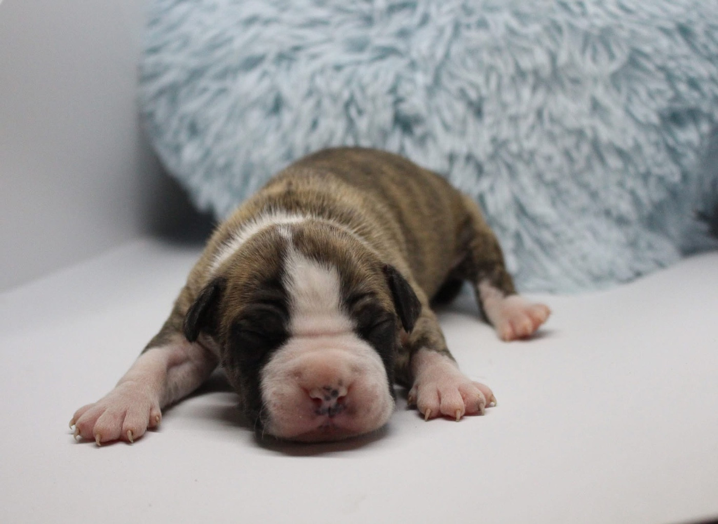 Psyche Destiny - Chiots disponibles - American Staffordshire Terrier