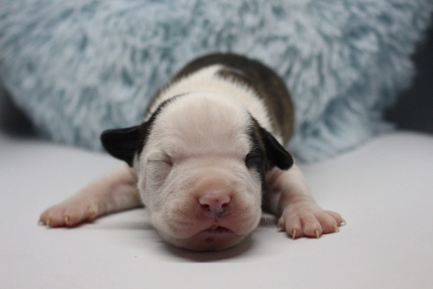 Psyche Destiny - Chiots disponibles - American Staffordshire Terrier