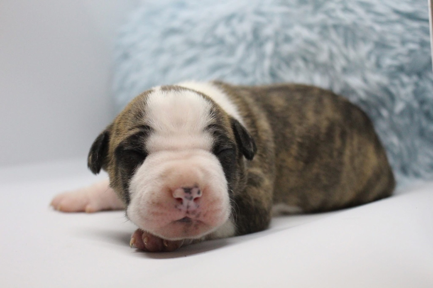 Psyche Destiny - Chiots disponibles - American Staffordshire Terrier