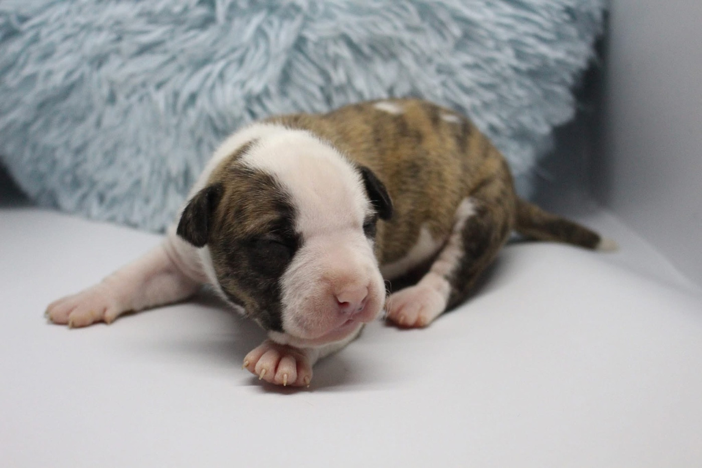Psyche Destiny - Chiots disponibles - American Staffordshire Terrier