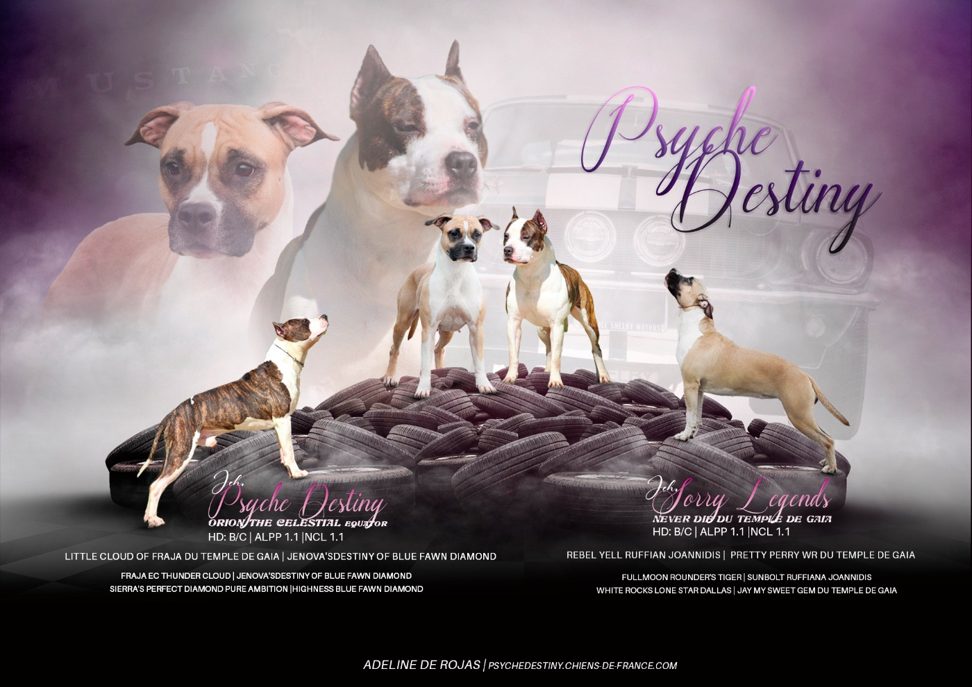 Chiot American Staffordshire Terrier Psyche Destiny