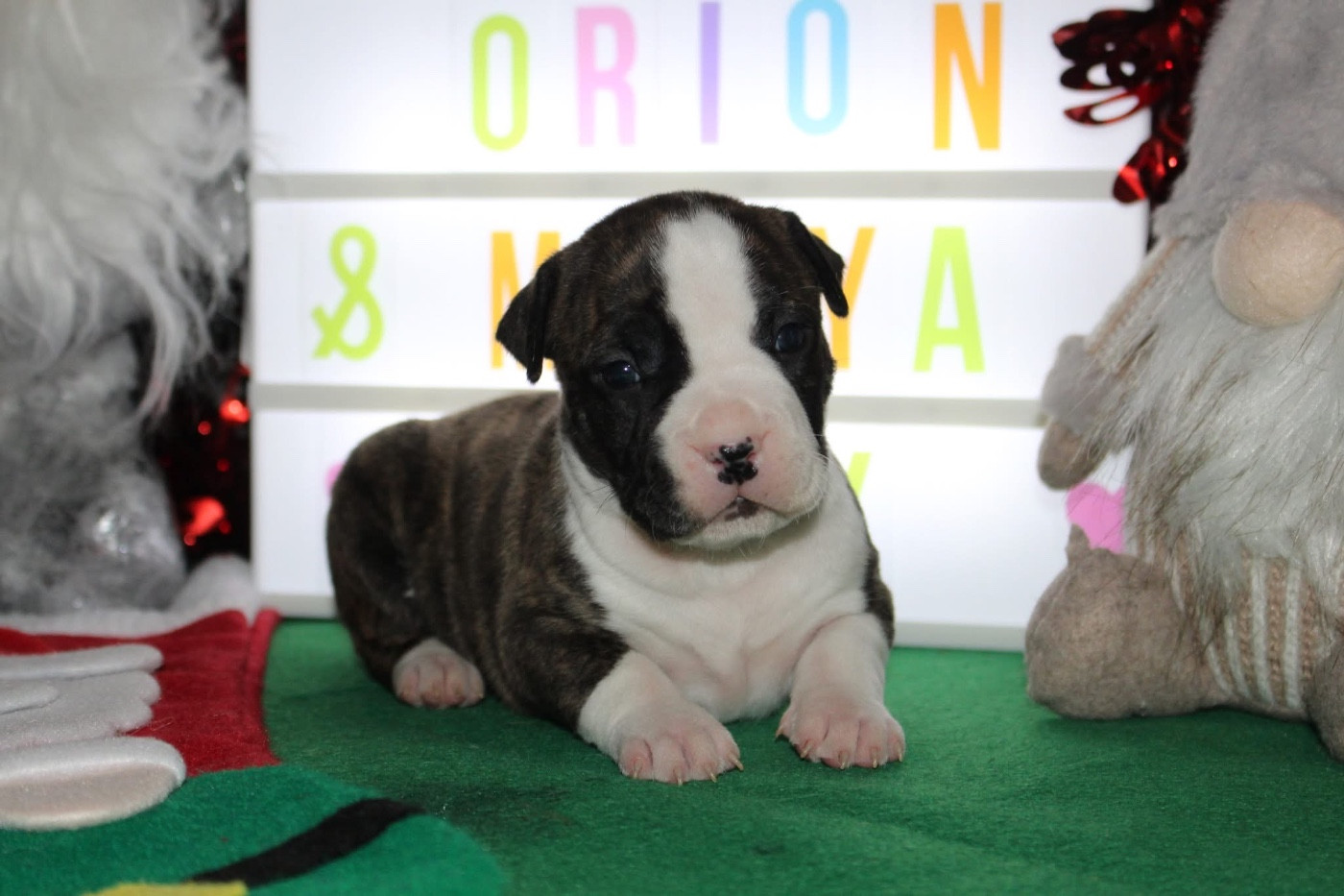 Psyche Destiny - Chiots disponibles - American Staffordshire Terrier