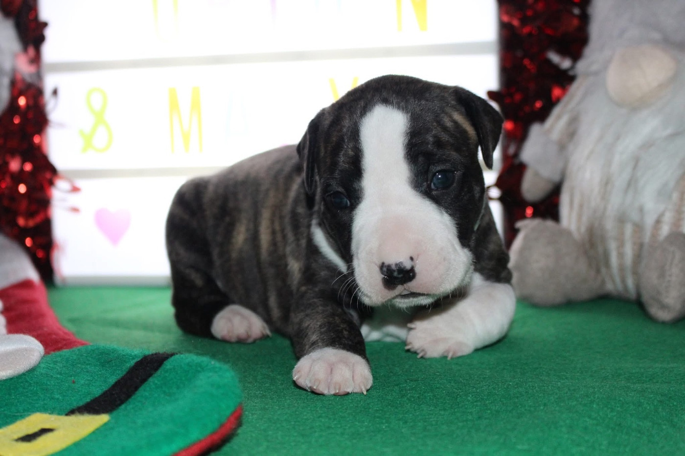 Psyche Destiny - Chiots disponibles - American Staffordshire Terrier