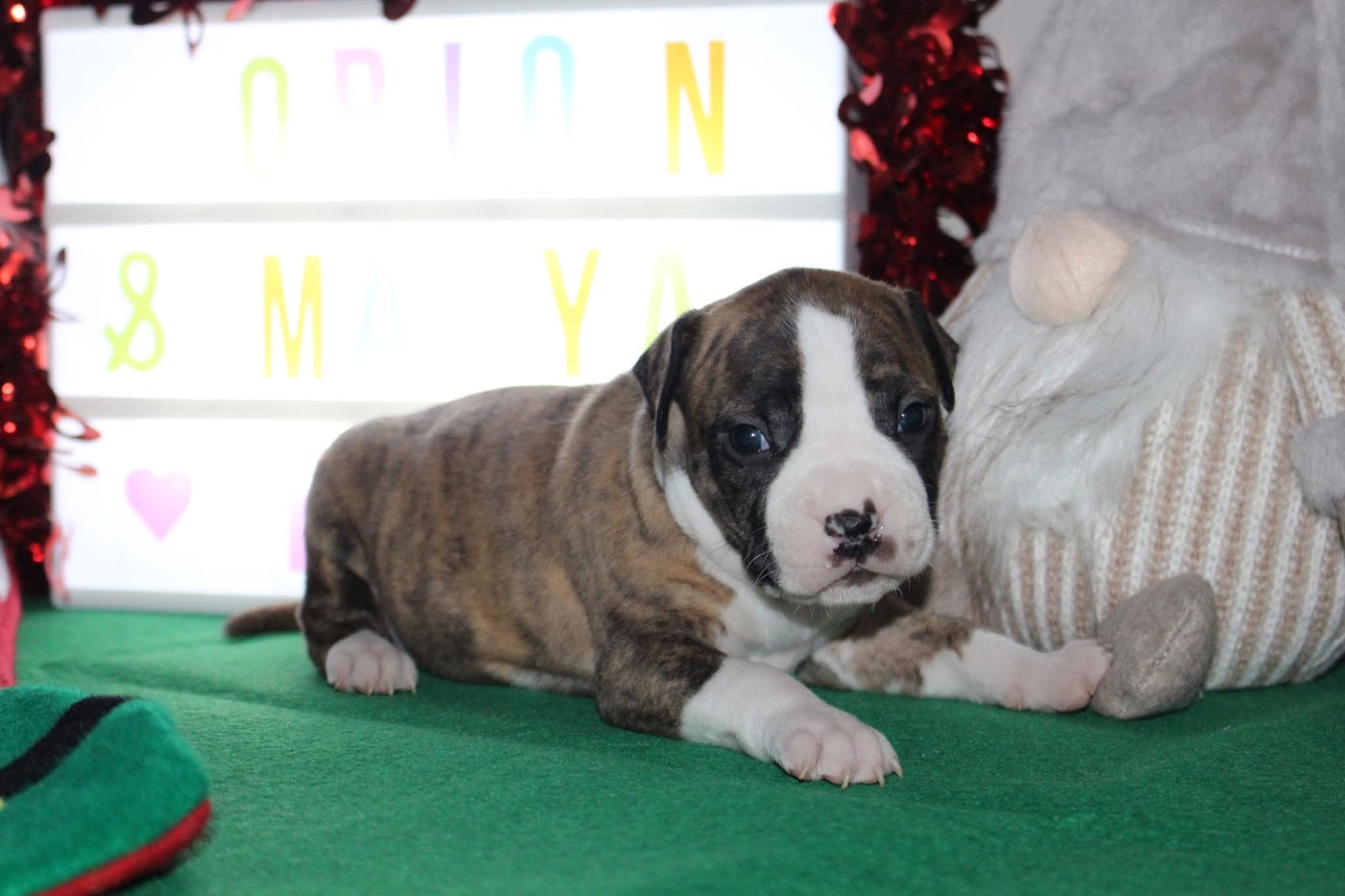 Psyche Destiny - Chiots disponibles - American Staffordshire Terrier
