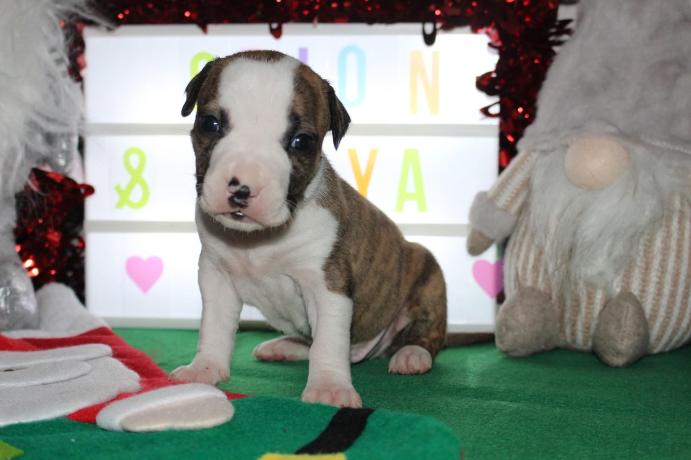 Psyche Destiny - Chiots disponibles - American Staffordshire Terrier