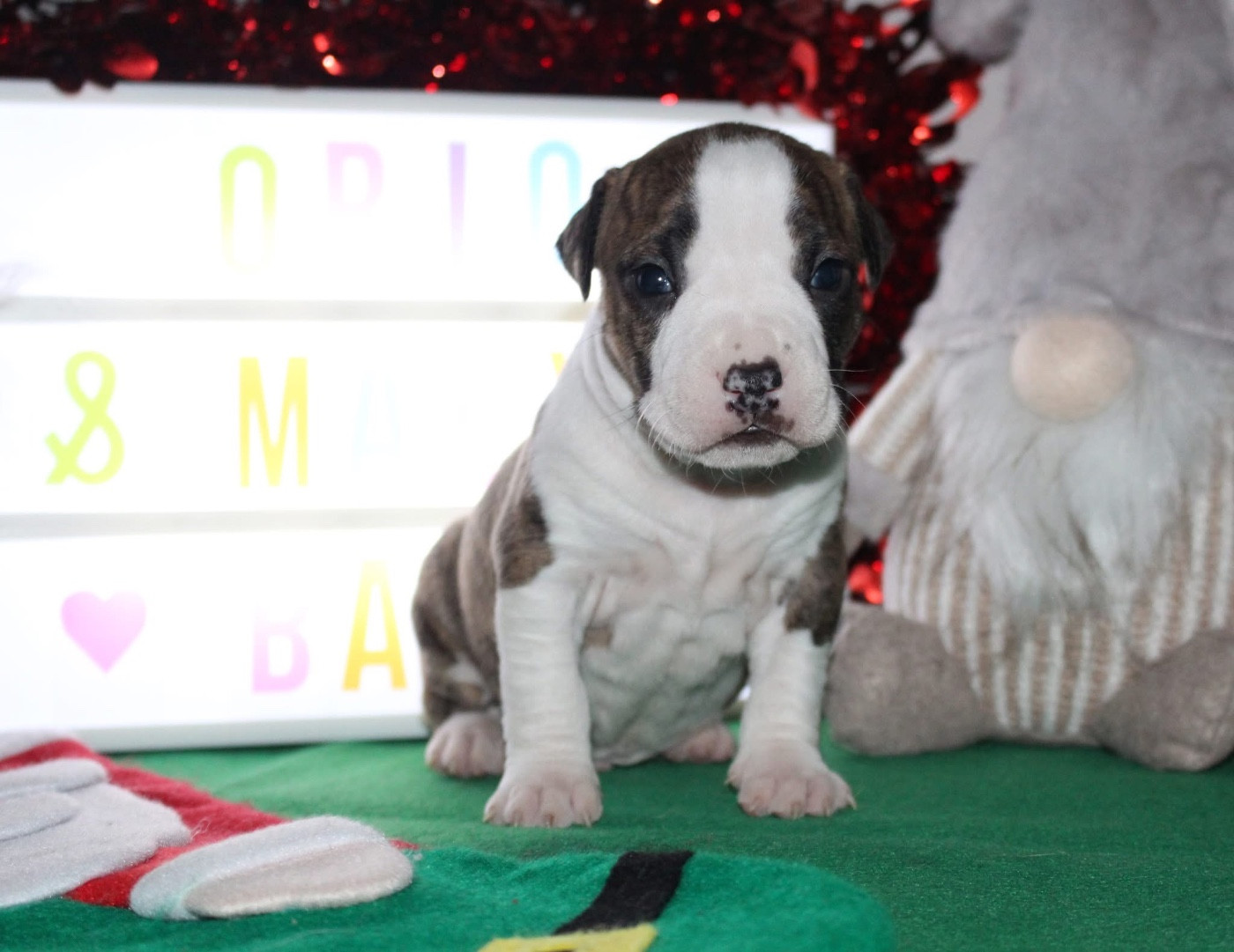 Psyche Destiny - Chiots disponibles - American Staffordshire Terrier