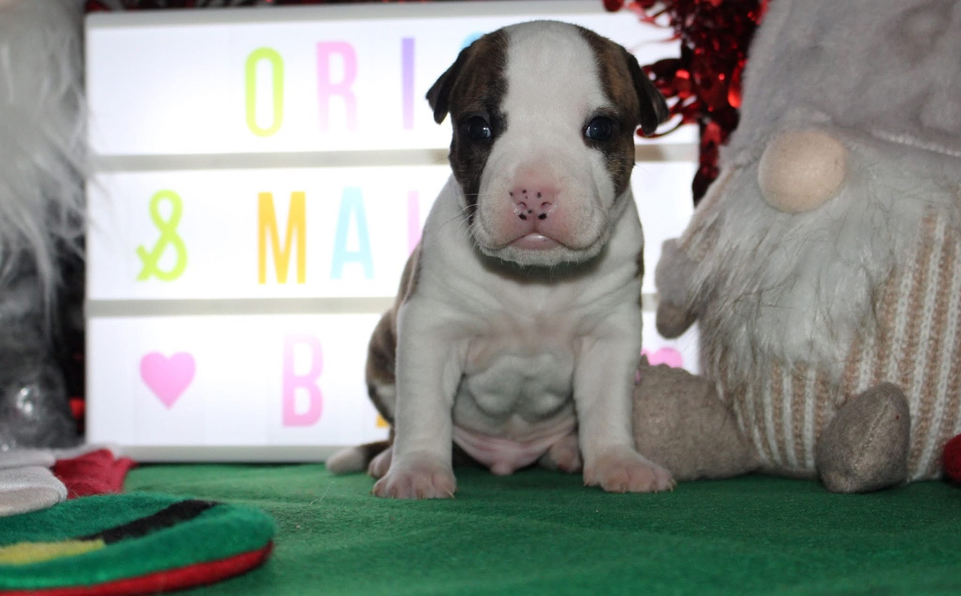 Psyche Destiny - Chiots disponibles - American Staffordshire Terrier