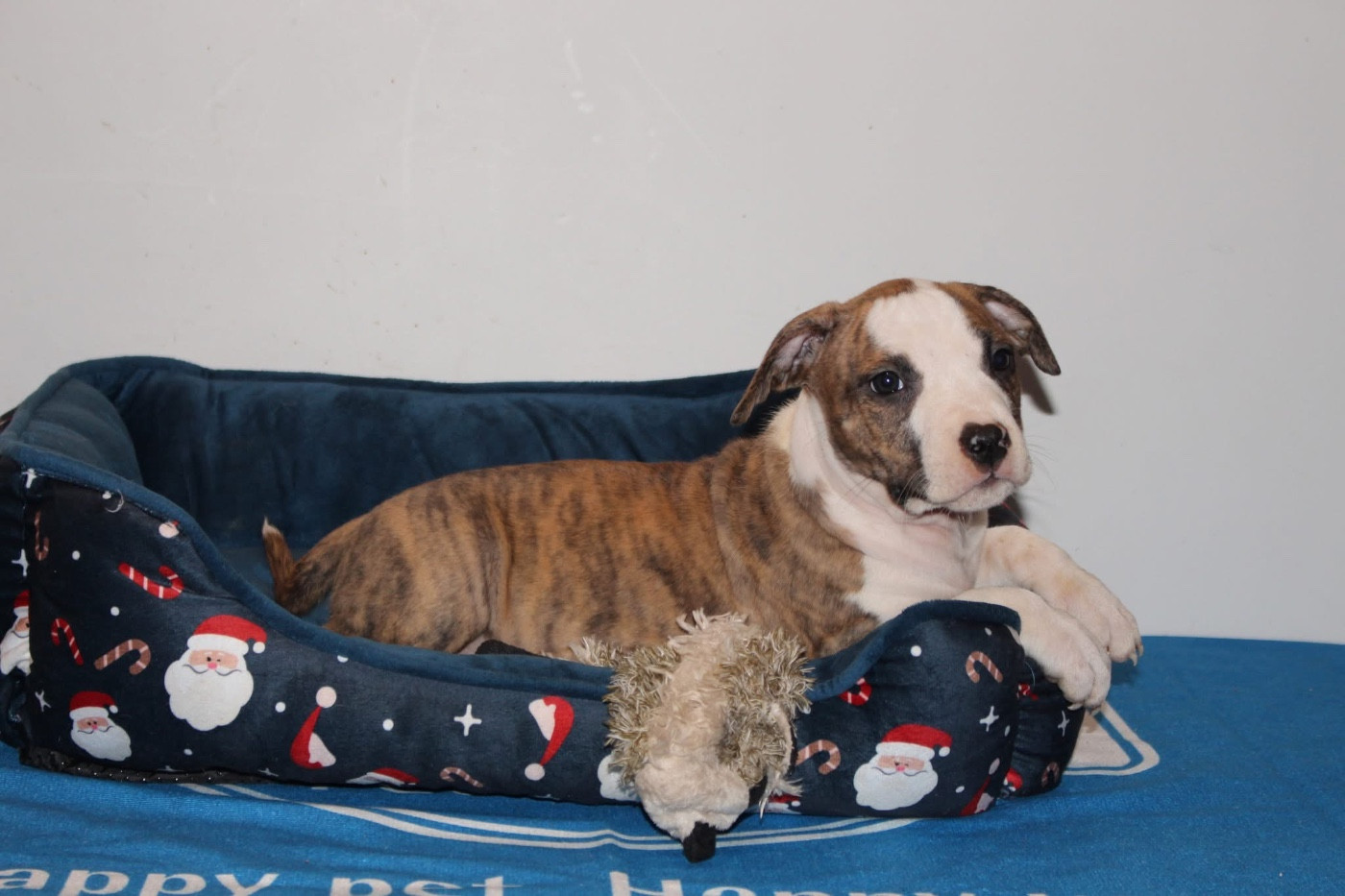 Psyche Destiny - Chiots disponibles - American Staffordshire Terrier