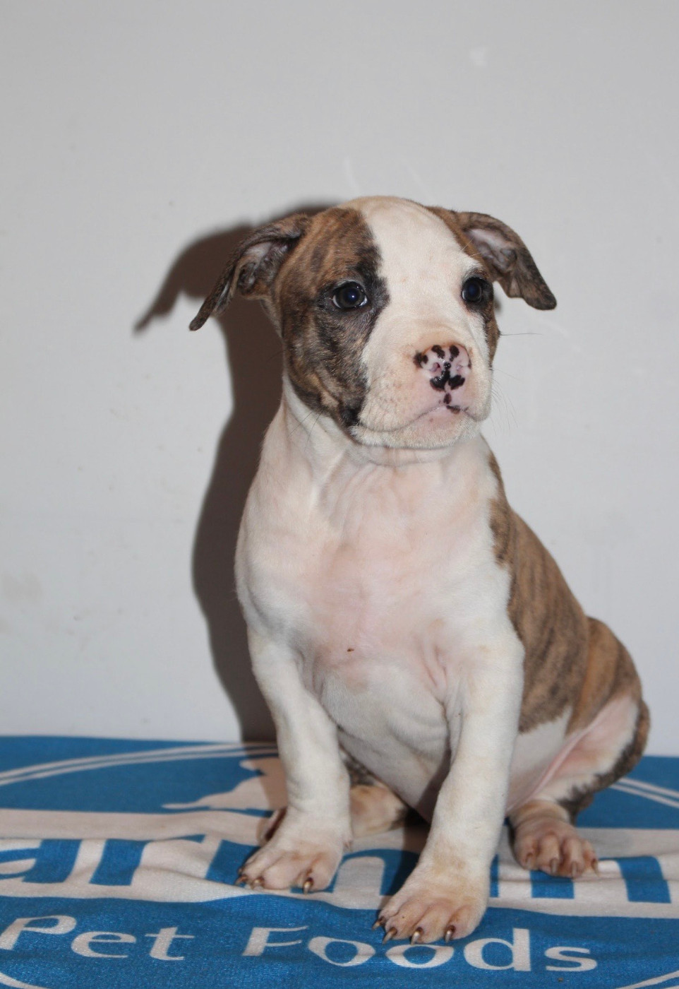Psyche Destiny - Chiots disponibles - American Staffordshire Terrier