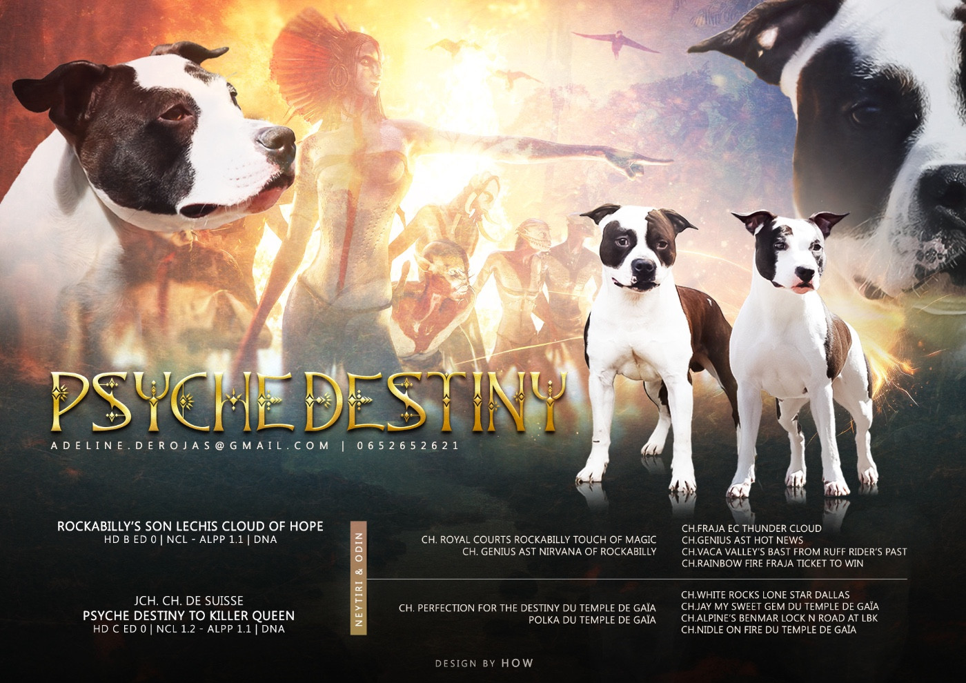 Chiot American Staffordshire Terrier Psyche Destiny