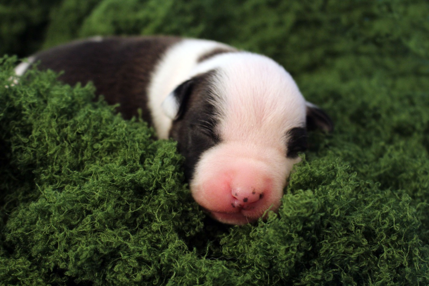 Psyche Destiny - Chiots disponibles - American Staffordshire Terrier