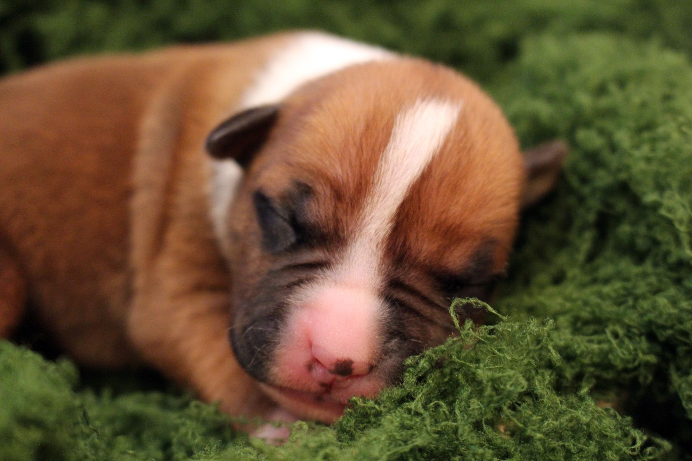 Psyche Destiny - Chiots disponibles - American Staffordshire Terrier