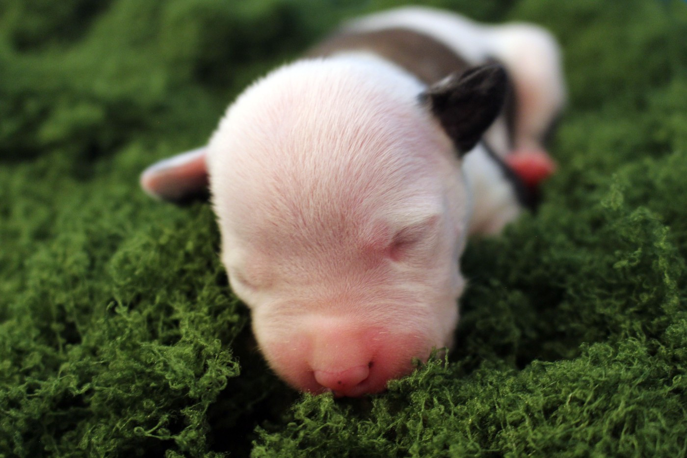 Psyche Destiny - Chiots disponibles - American Staffordshire Terrier