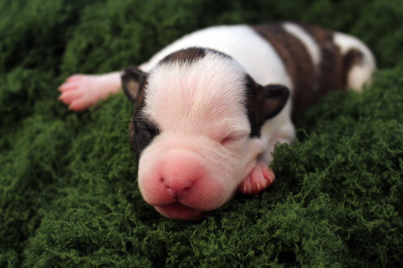 Psyche Destiny - Chiots disponibles - American Staffordshire Terrier