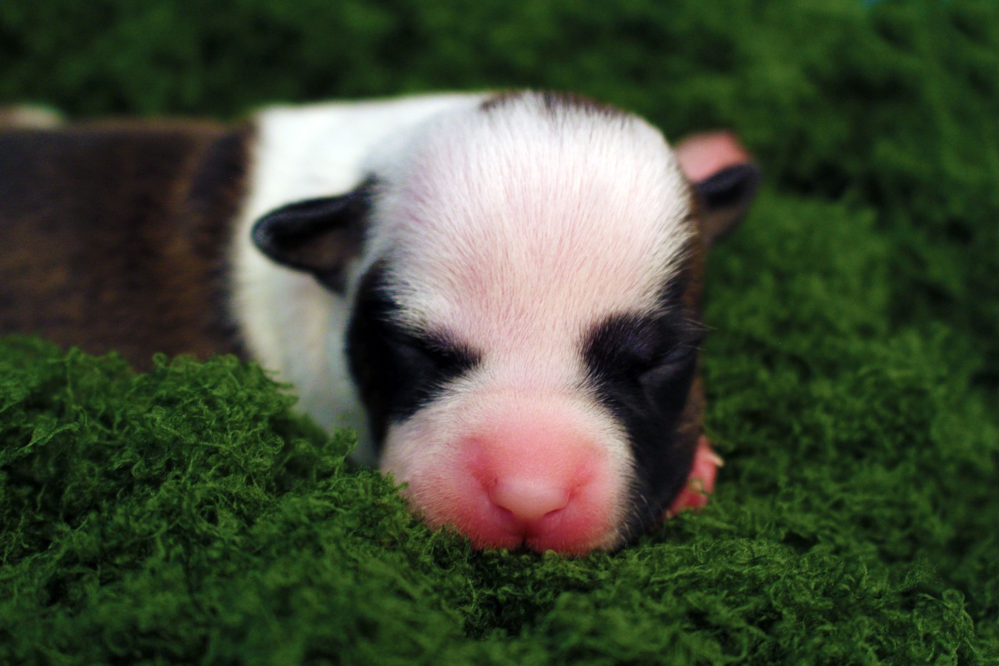 Psyche Destiny - Chiots disponibles - American Staffordshire Terrier