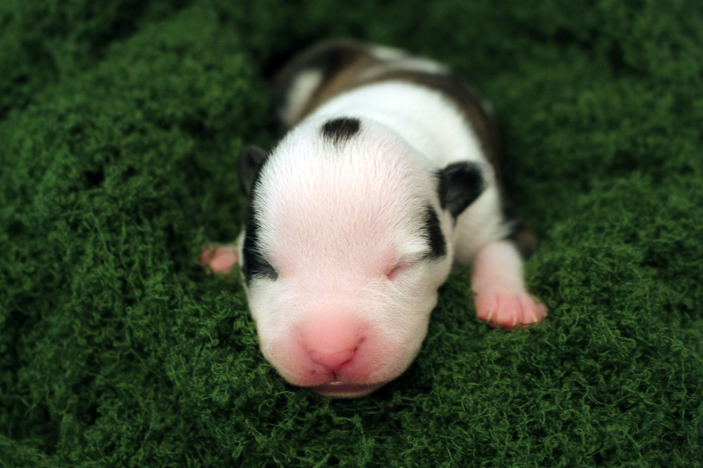 Psyche Destiny - Chiots disponibles - American Staffordshire Terrier