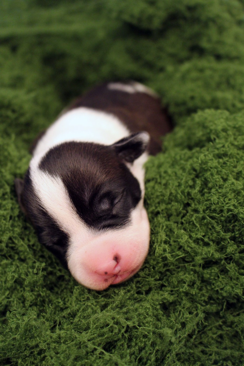 Psyche Destiny - Chiots disponibles - American Staffordshire Terrier