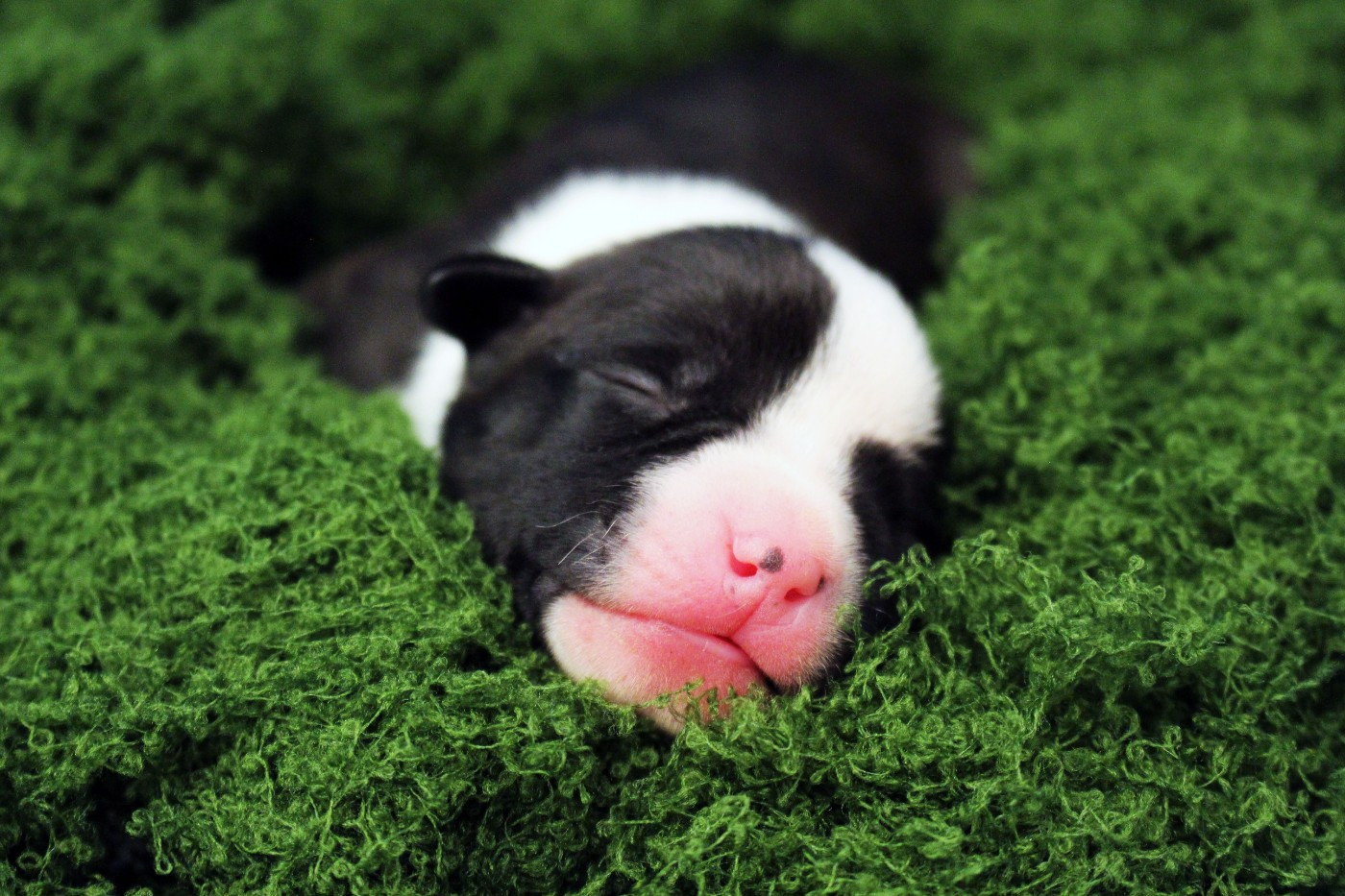 Psyche Destiny - Chiots disponibles - American Staffordshire Terrier