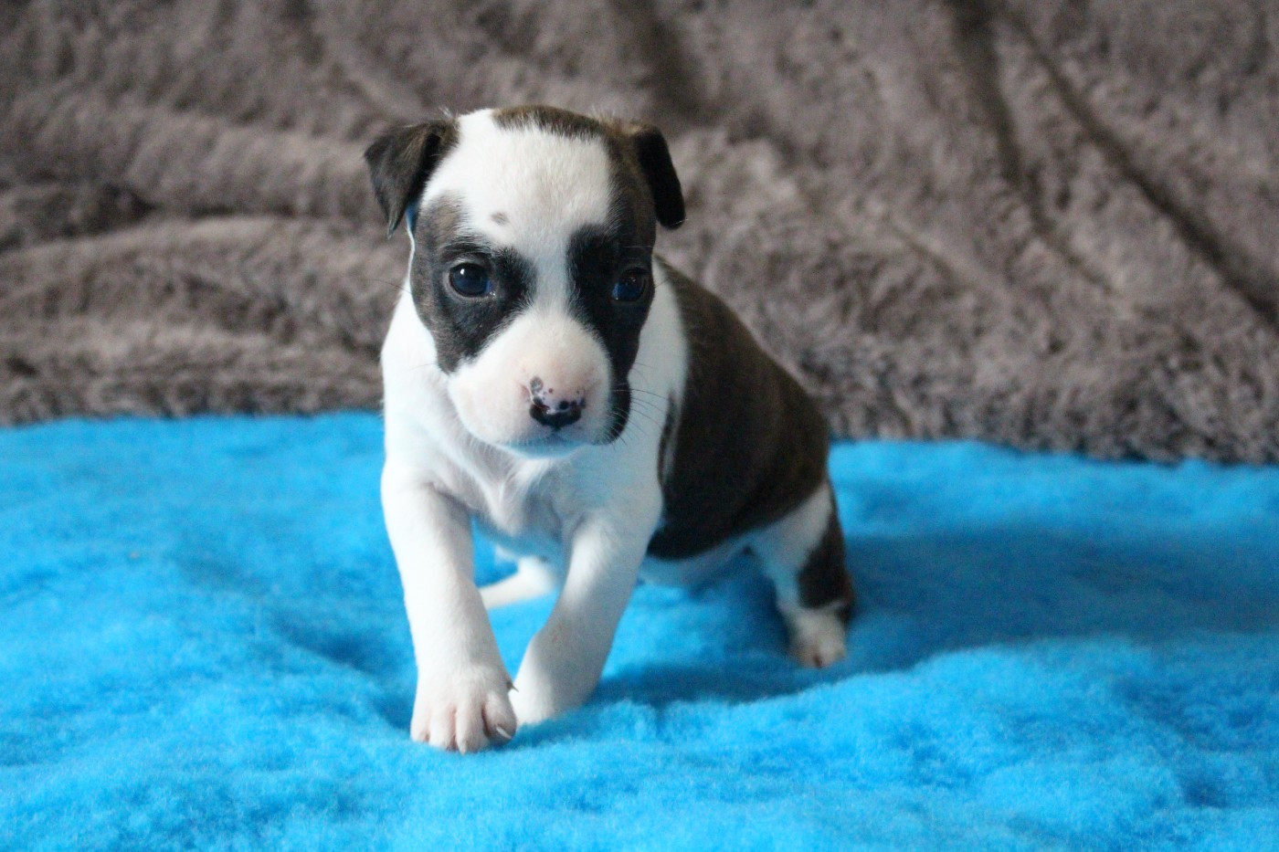 Psyche Destiny - Chiots disponibles - American Staffordshire Terrier