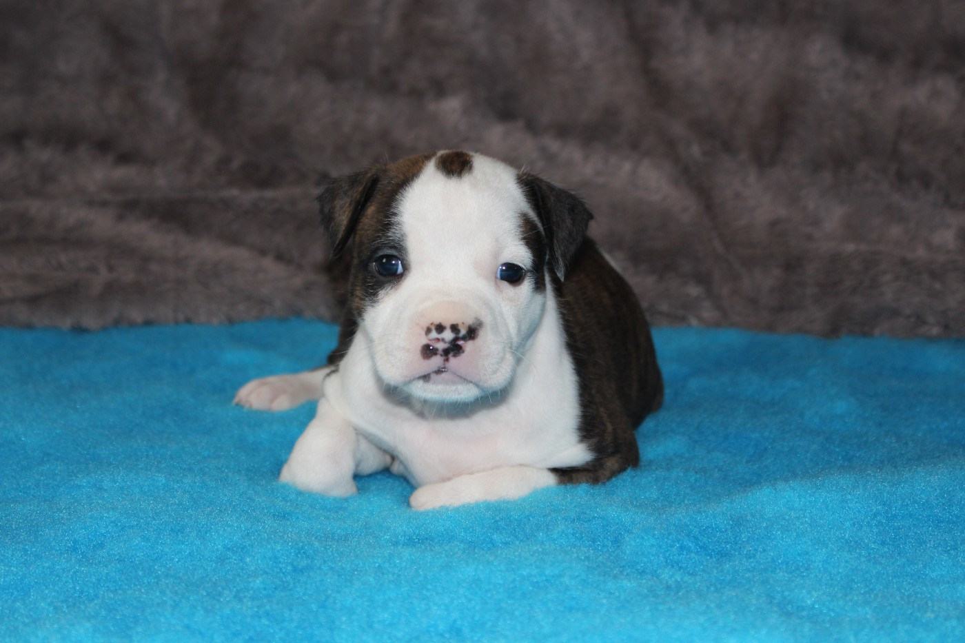 Psyche Destiny - Chiots disponibles - American Staffordshire Terrier