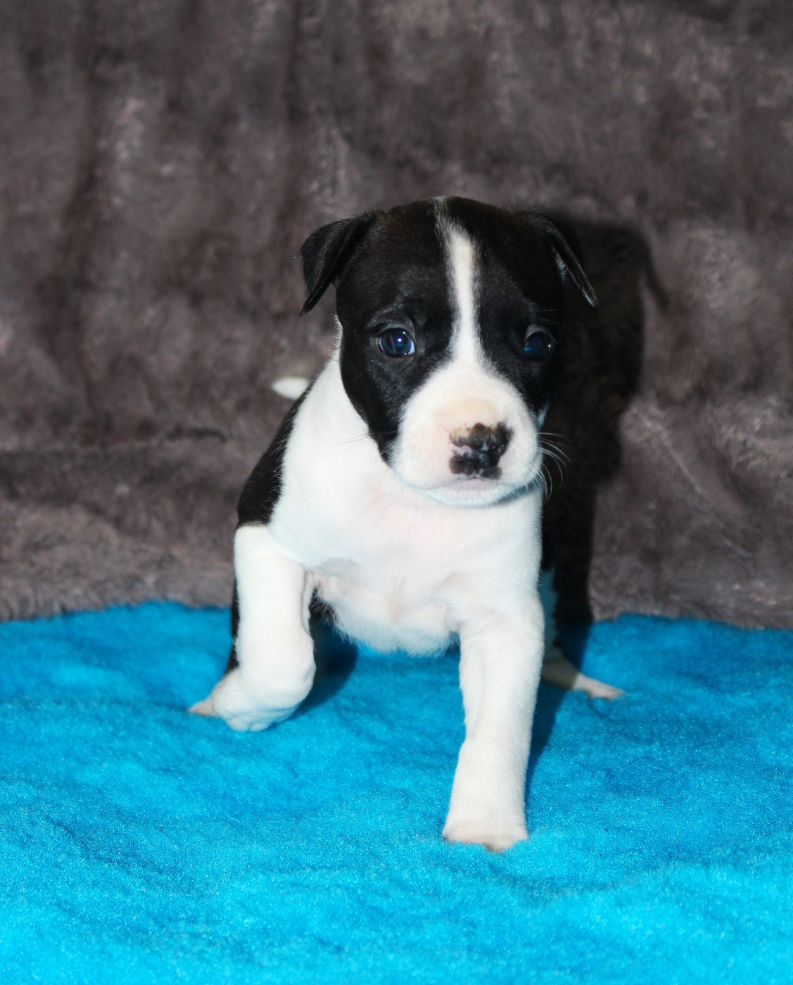 Psyche Destiny - Chiots disponibles - American Staffordshire Terrier