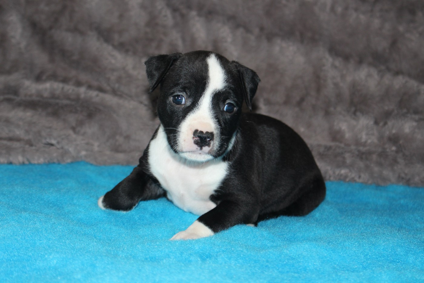 Psyche Destiny - Chiots disponibles - American Staffordshire Terrier