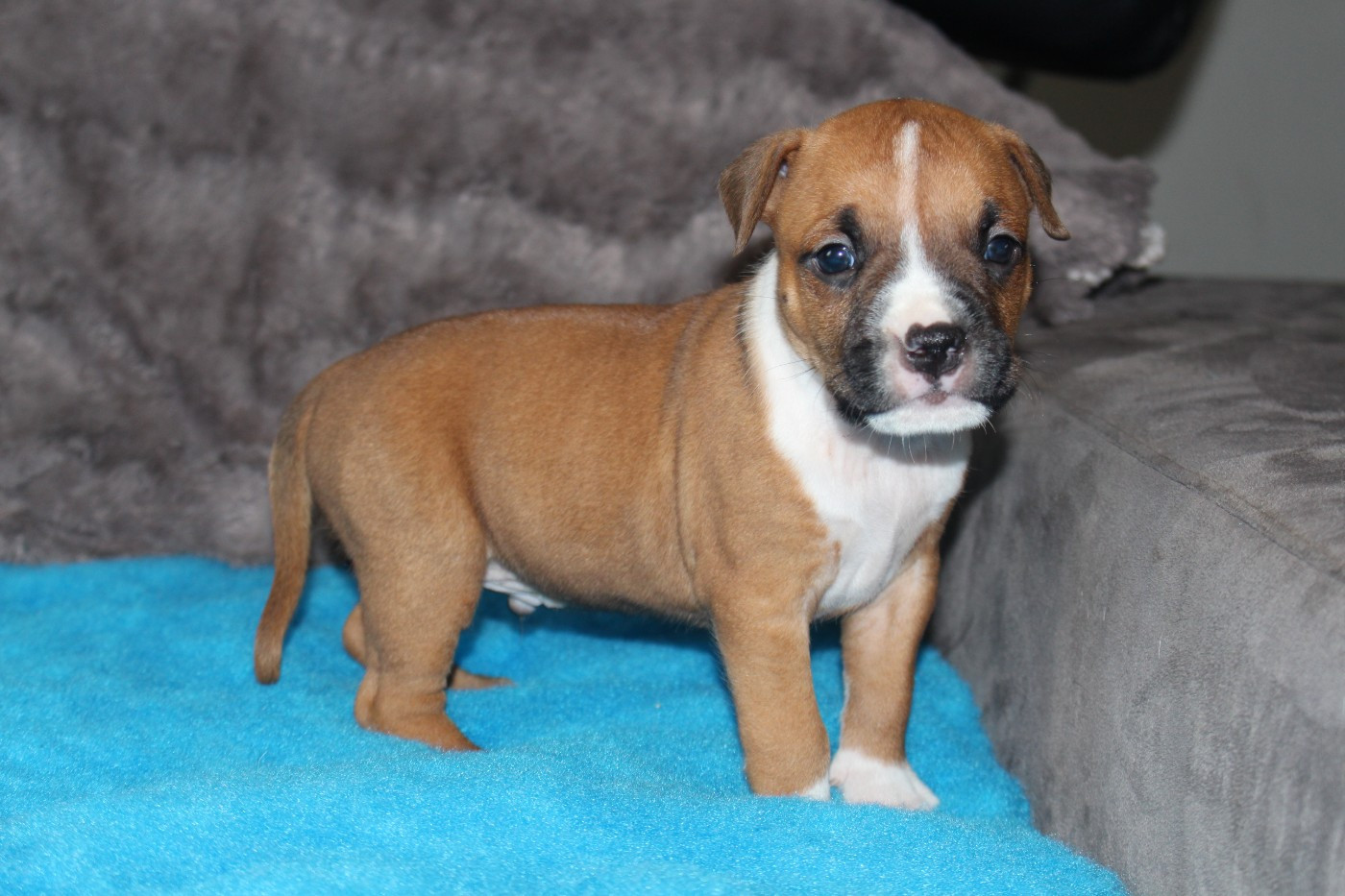 Psyche Destiny - Chiots disponibles - American Staffordshire Terrier