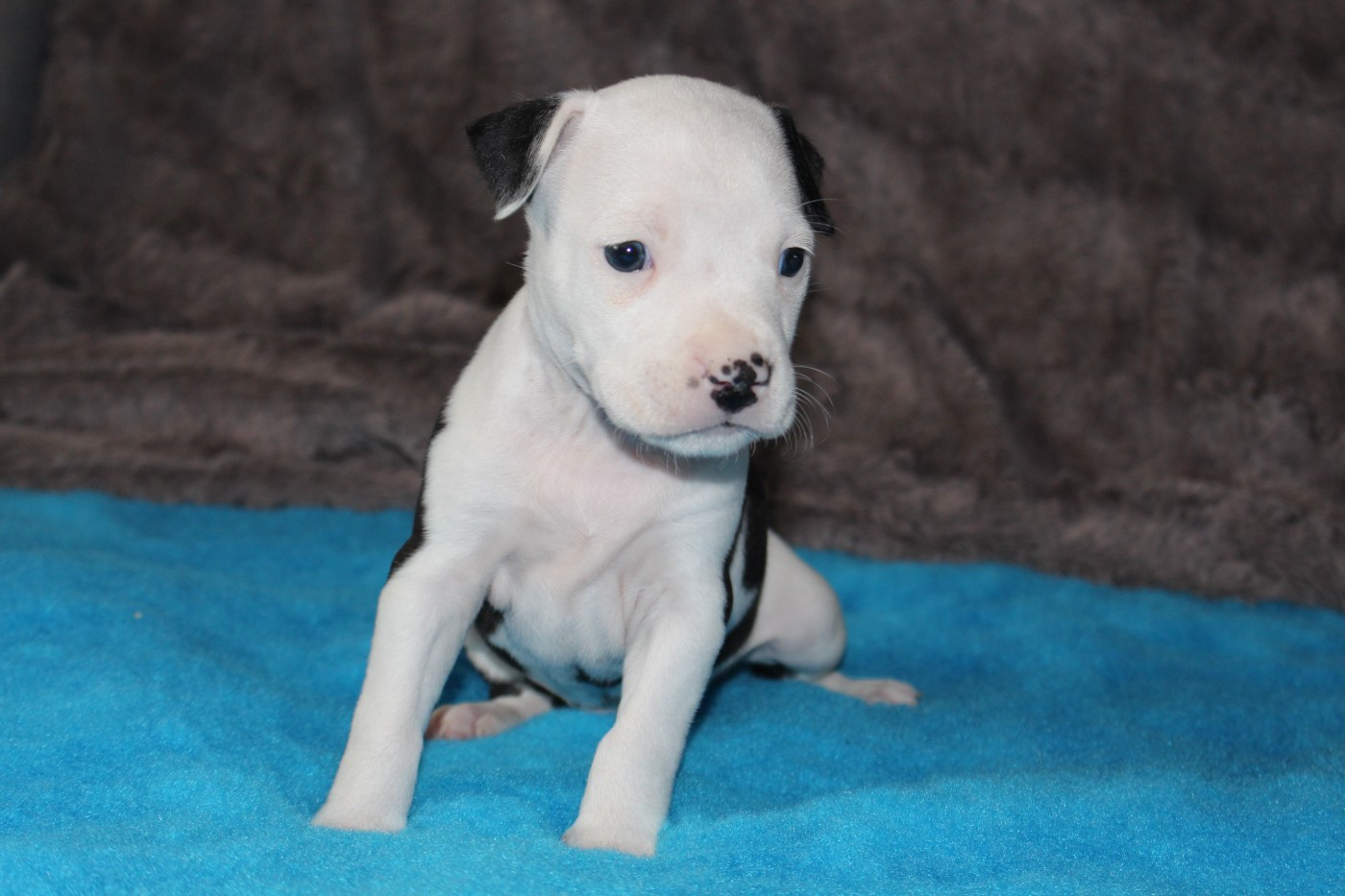 Psyche Destiny - Chiots disponibles - American Staffordshire Terrier