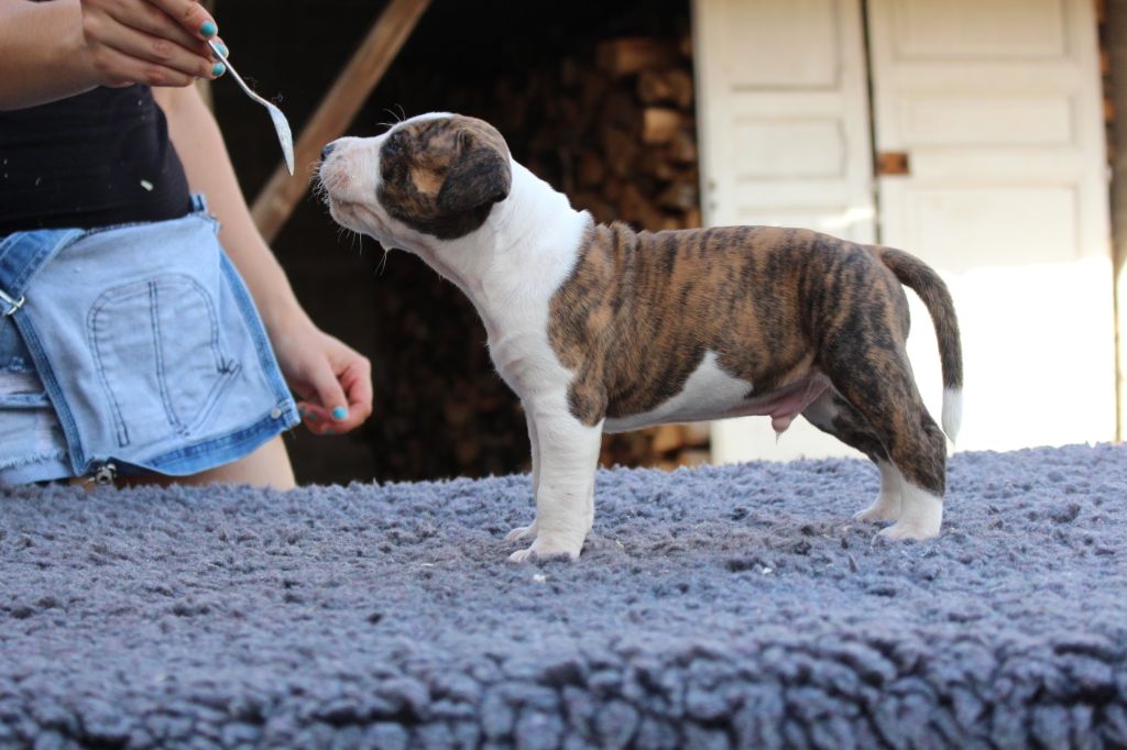 Psyche Destiny - American Staffordshire Terrier - Portée née le 20/07/2020