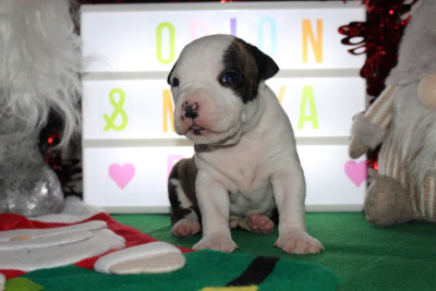 CHIOT 5 - Asta La Vista Sirocco