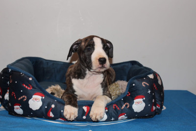 CHIOT 2 - A Dodge rules Streets