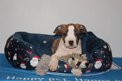 CHIOT 6 - A Rover Never Rests