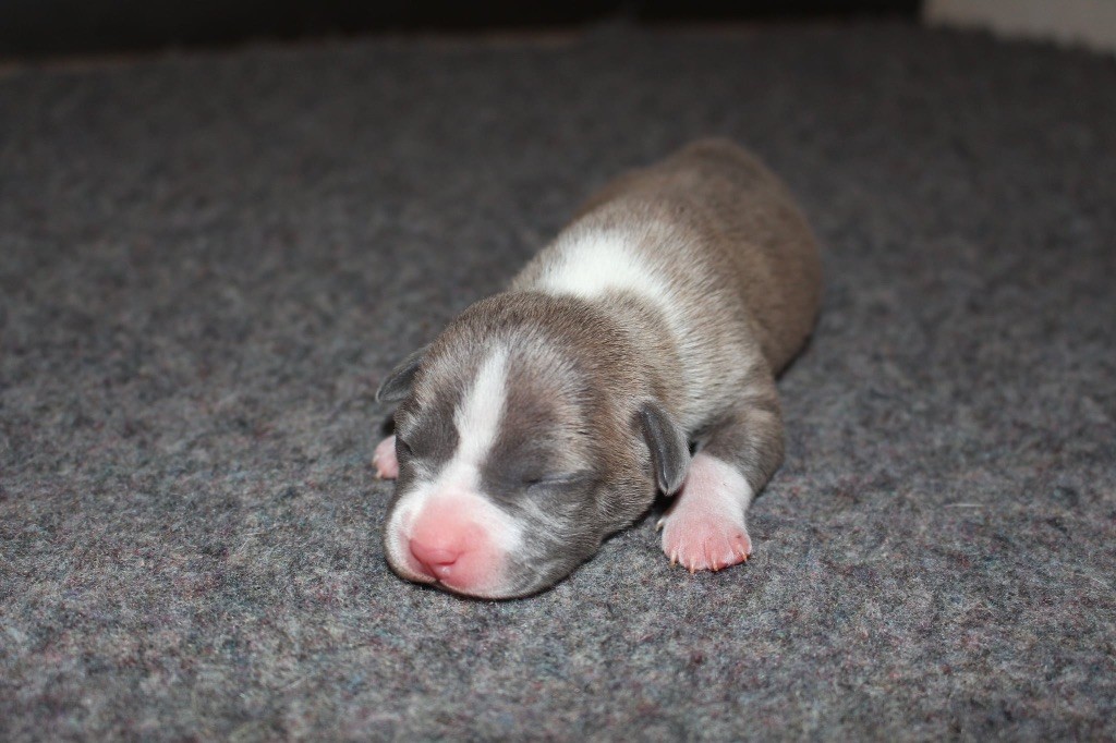 Psyche Destiny - Chiots disponibles - American Staffordshire Terrier